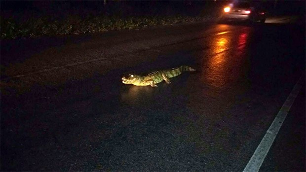 Animal foi atropelado na estrada que liga Macaíba (Foto: PRF)