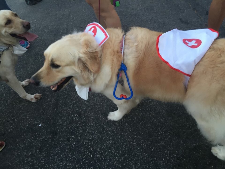 Cachorros também se divertiram (Fotos: Lara Paiva)