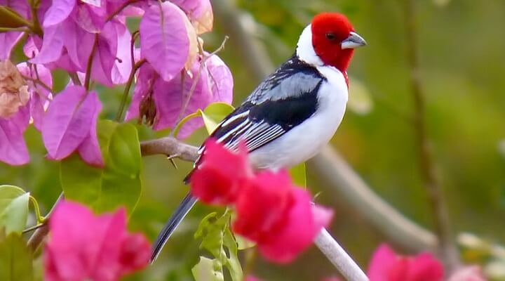 Acasalamento-na-Criação-de-Galo-de-Campina