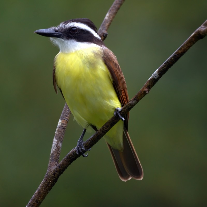 Aves mais comuns de se encontrar no RN – Brechando
