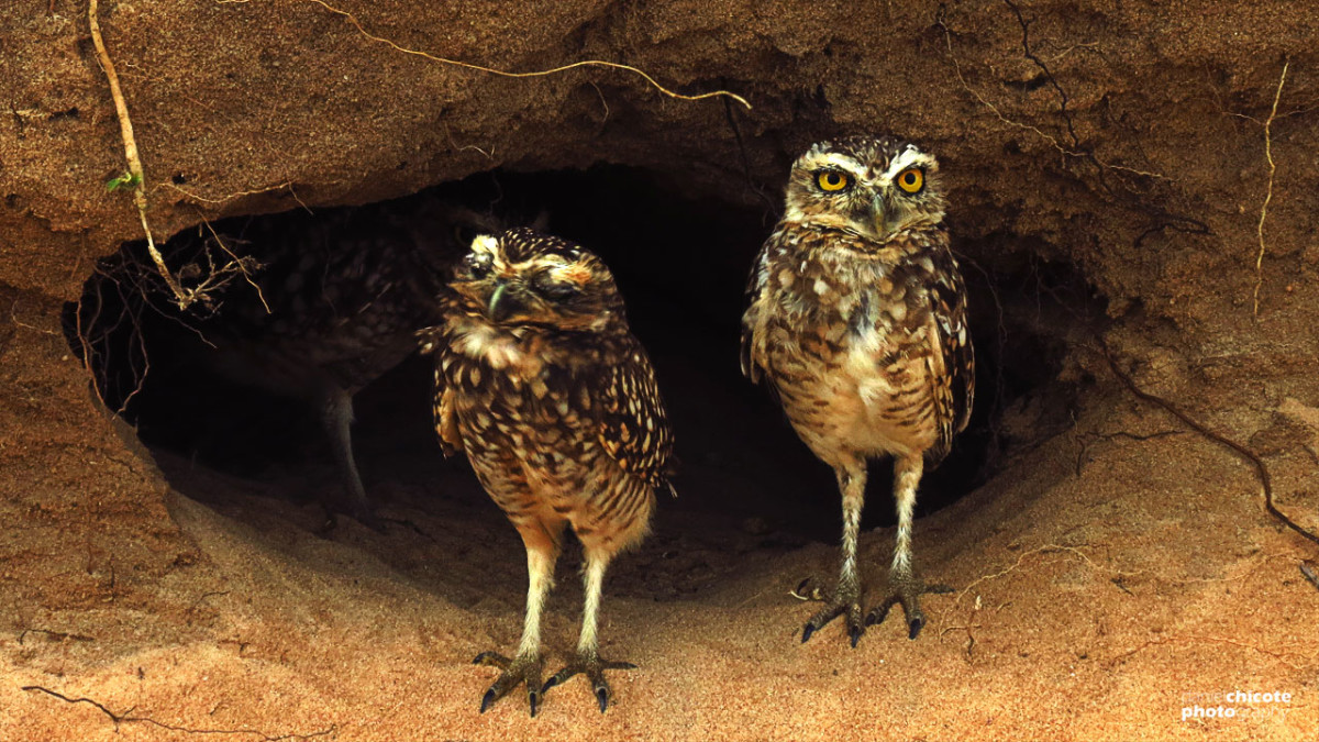 Aves mais comuns de se encontrar no RN – Brechando Aves mais comuns de se encontrar no RN – Brechando