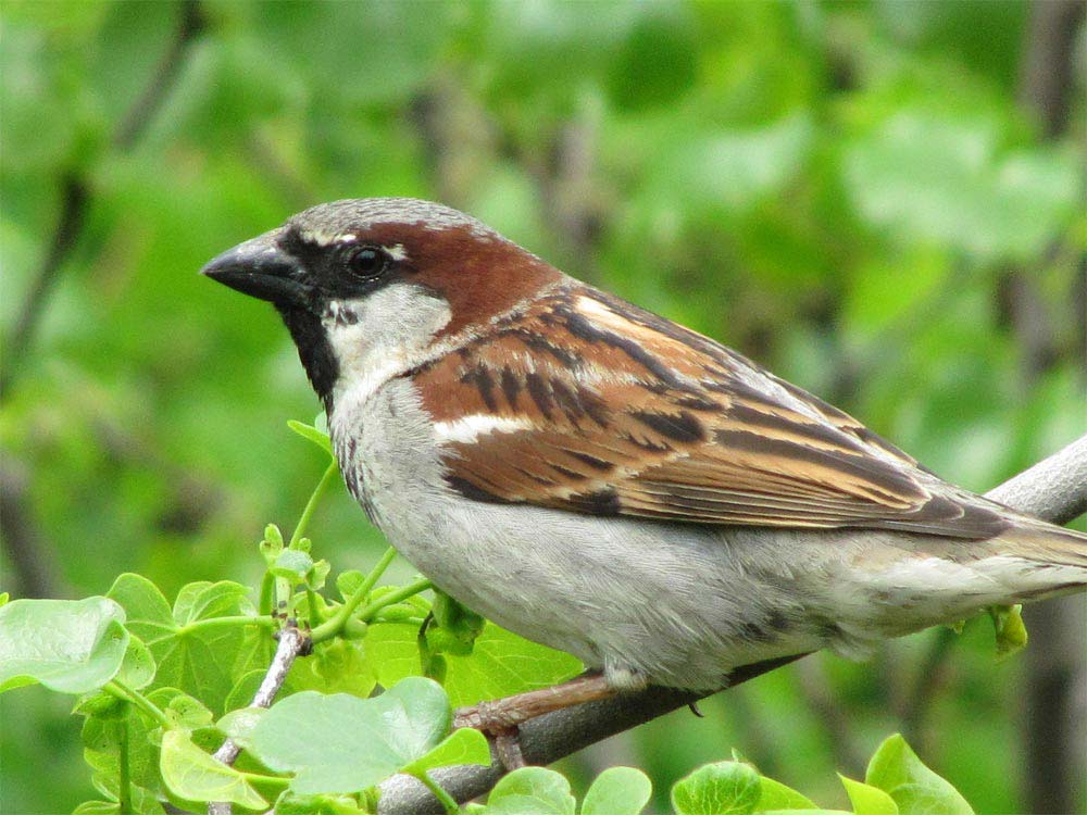 Aves mais comuns de se encontrar no RN – Brechando Aves mais comuns de se encontrar no RN – Brechando