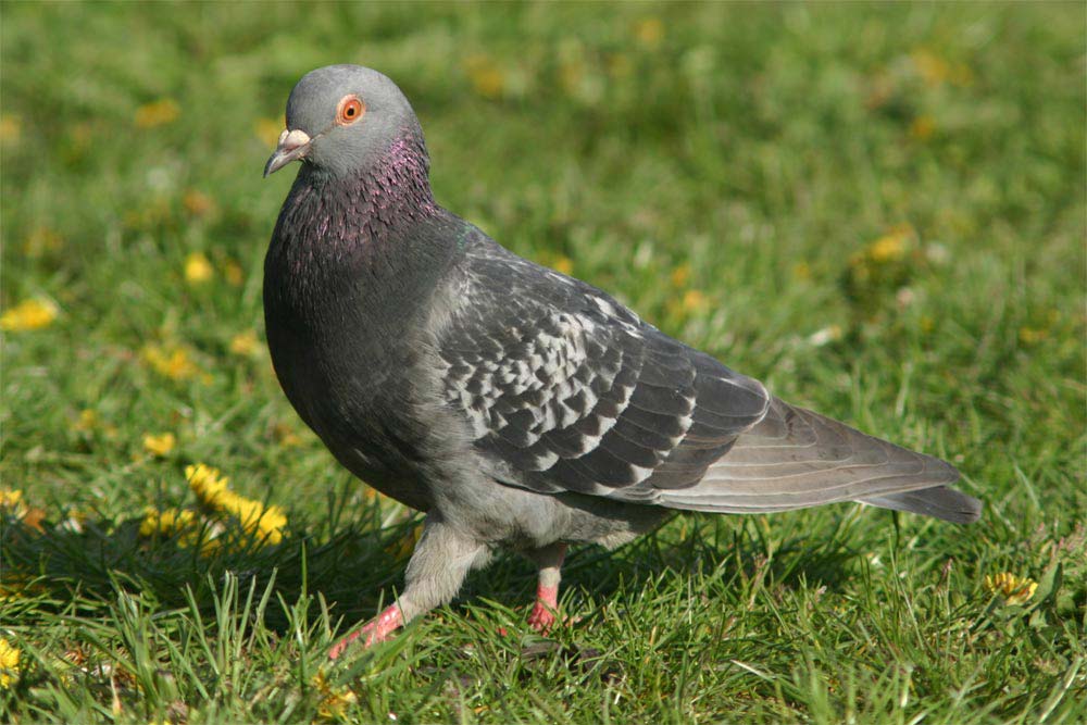 Aves mais comuns de se encontrar no RN – Brechando Aves mais comuns de se encontrar no RN – Brechando